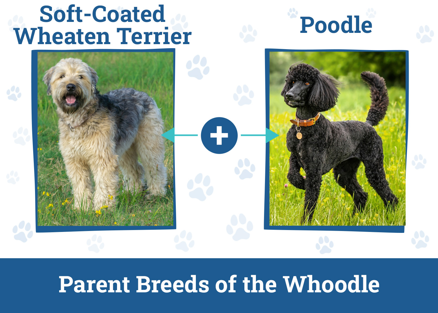 Parent Breeds of the Whoodle