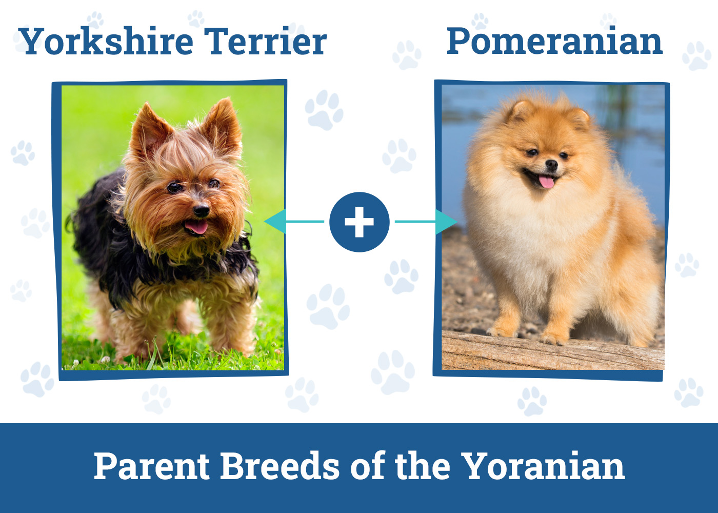 Parent Breeds of the Yoranian