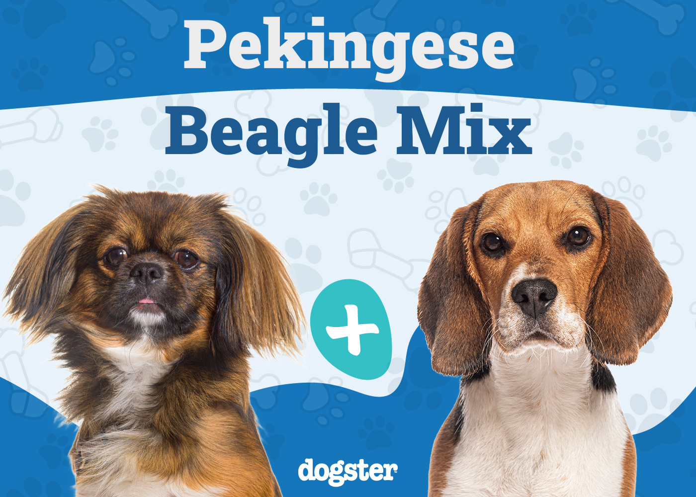 Peagle Dog Breed (Pekingese & Beagle Mix): Info, Pictures, Care Guide & More