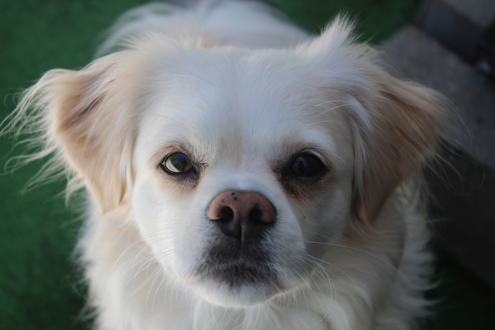 Peekapoo (Pekingese Miniature Poodle Mix): Info, Pictures & Care