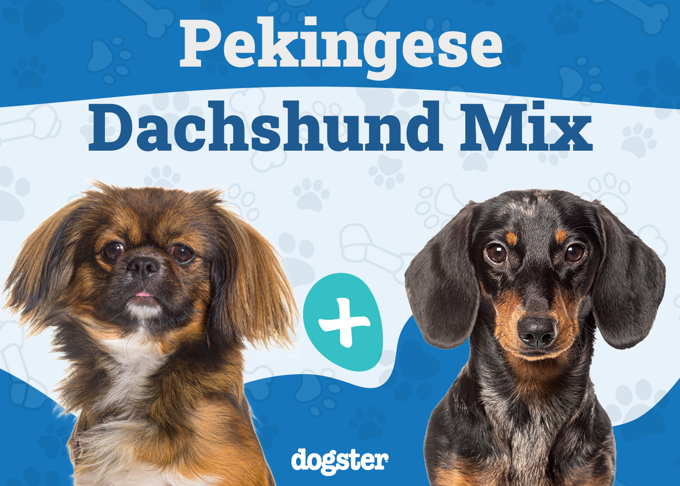 Pekehund (Dachshund & Pekingese Mix): Info, Pictures, Care & Traits
