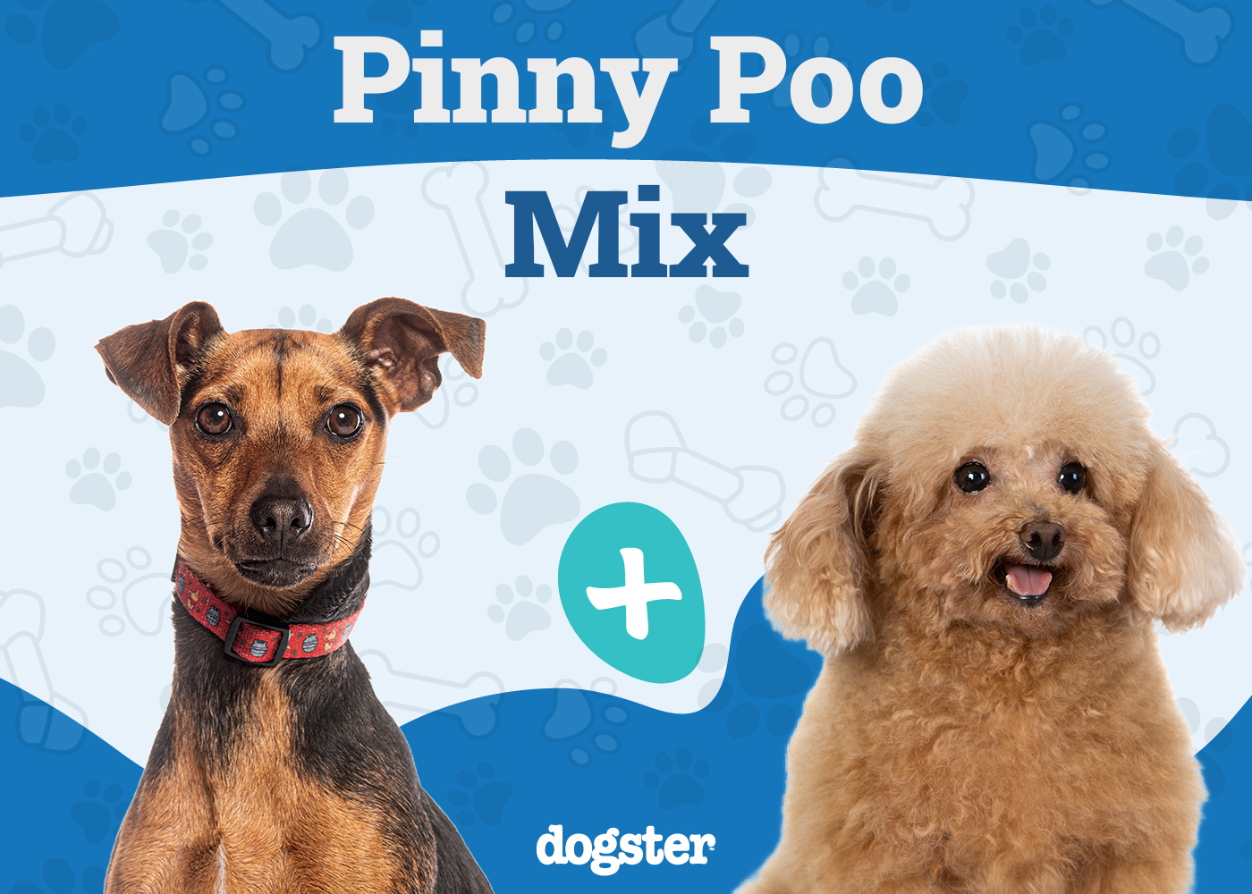 Pinny-Poo (Miniature Pinscher & Miniature Poodle Mix): Info, Pictures & Care