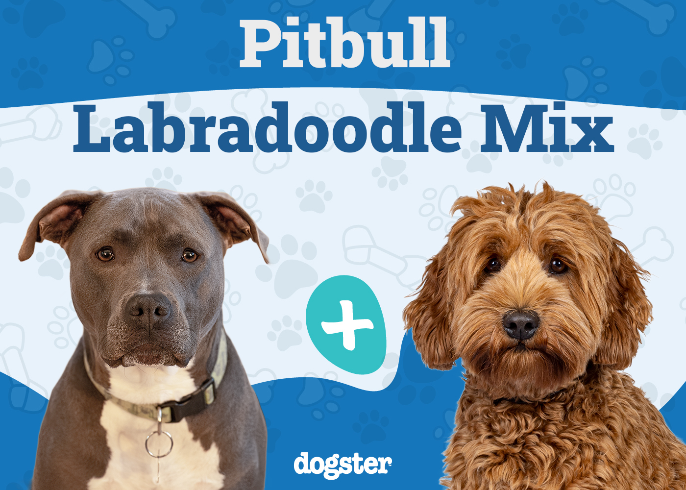 Pitbull Labradoodle Mixed Dog Breed: Info, Pictures, Care & More