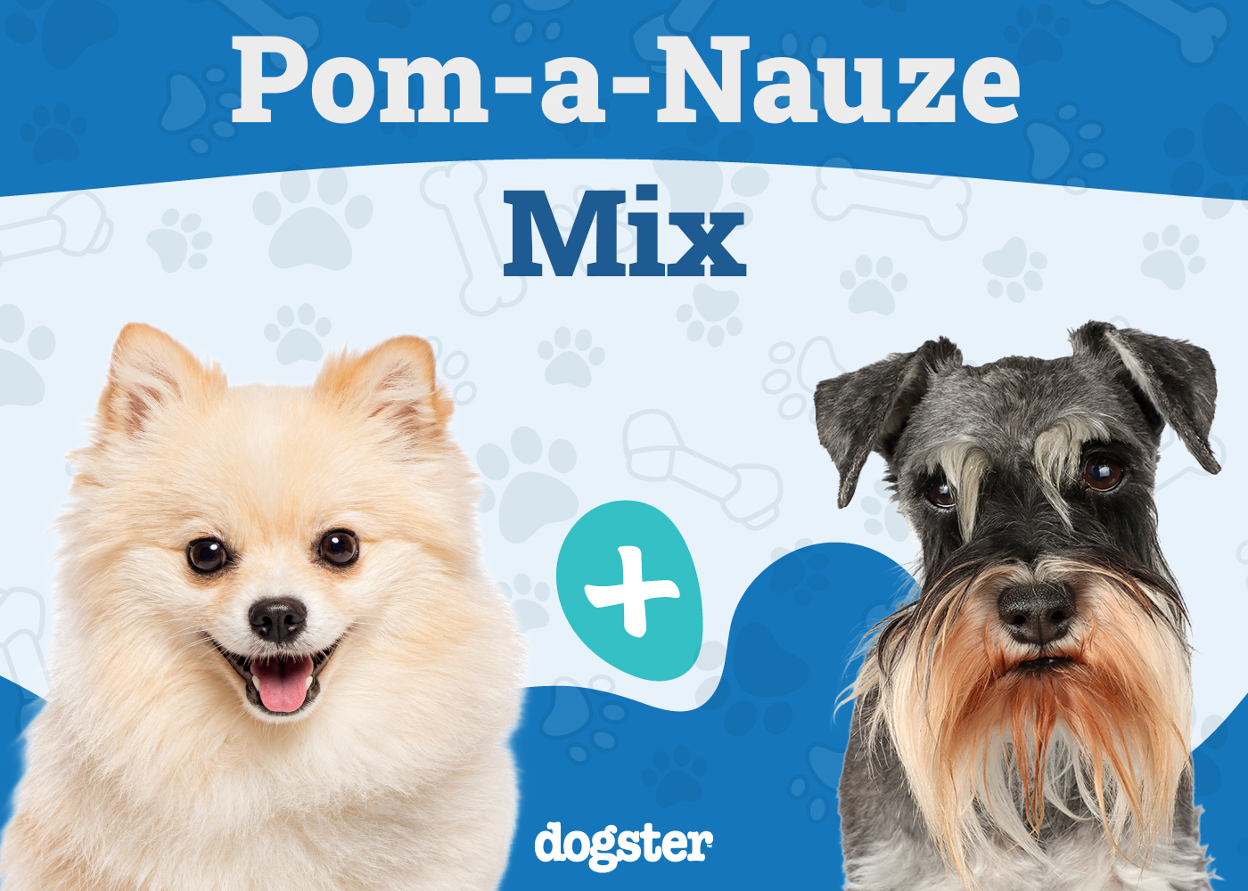 Pom-A-Nauze Dog Breed: Info, Pictures, Care Guide & More