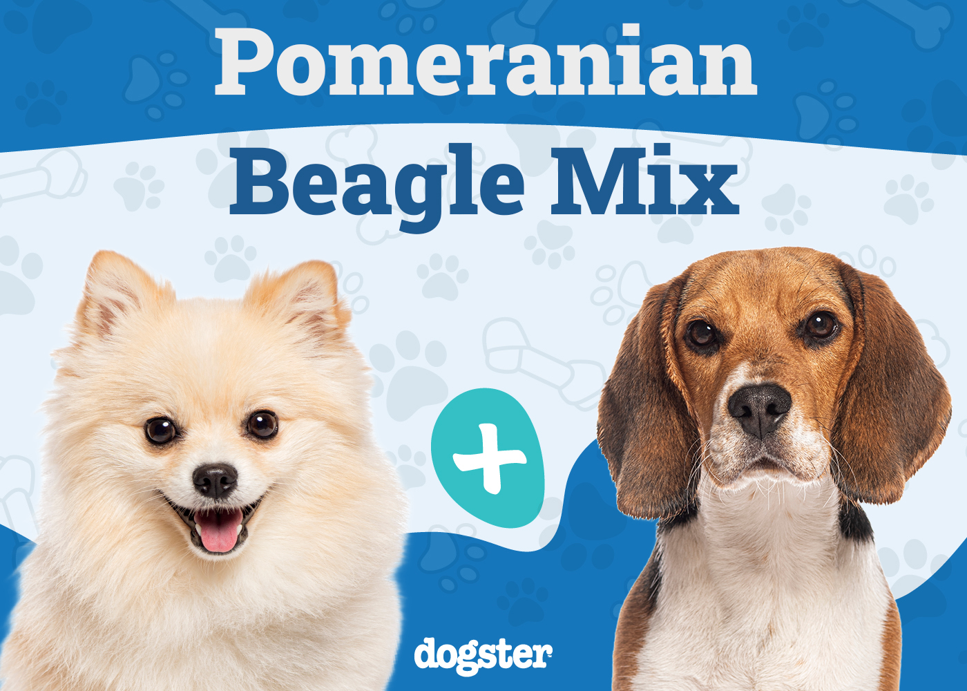 Pomeagle Dog Breed Guide: Info, Pictures & Care Guide