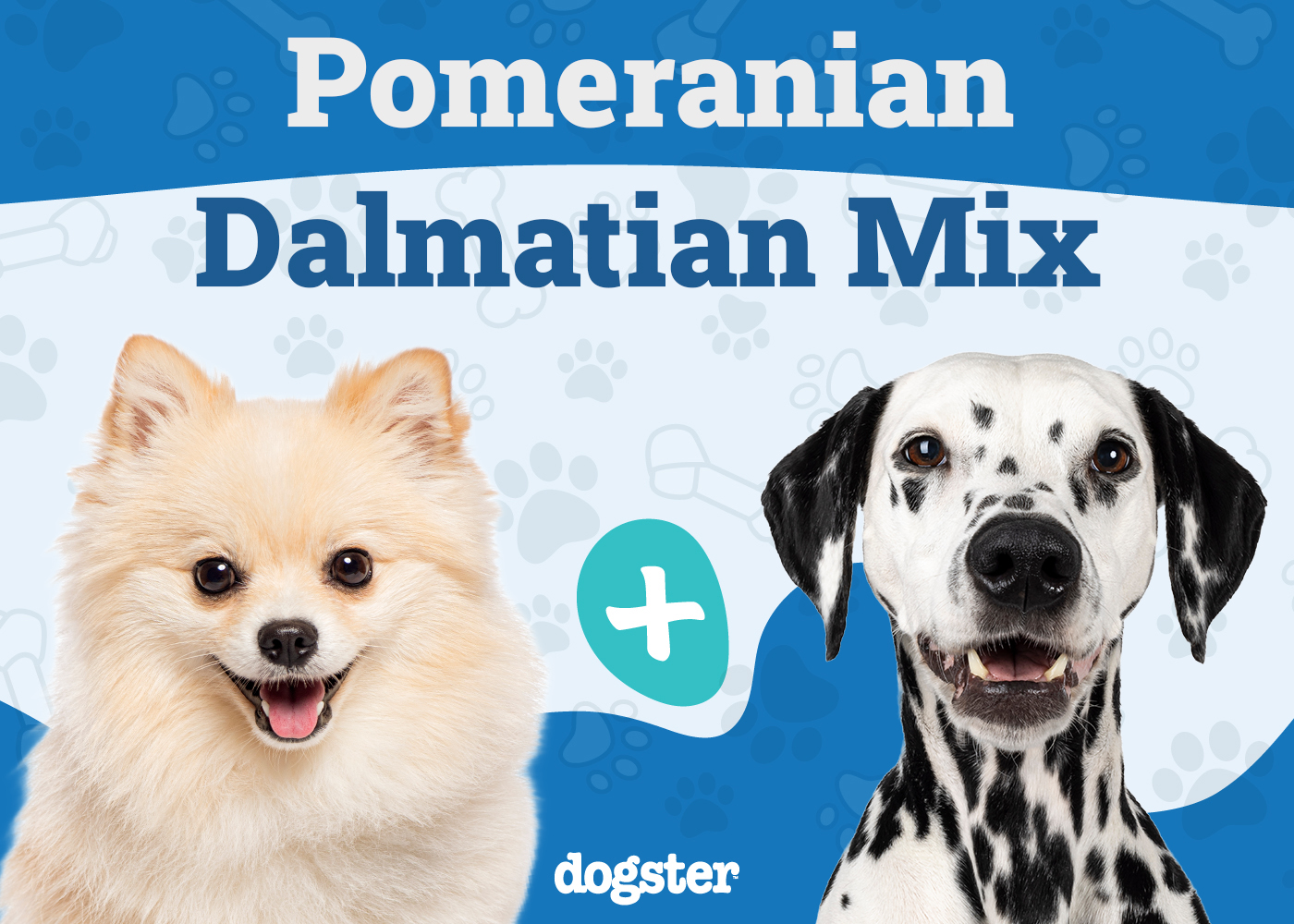 Pomeranian Dalmatian Mix: Info, Pictures, Care Guide & More