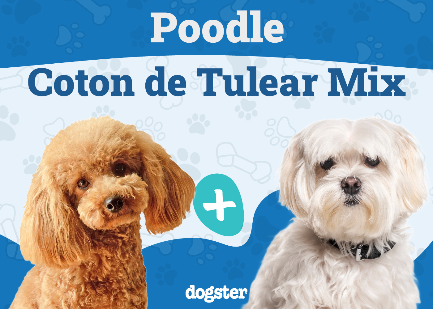Poo-ton (Poodle & Coton de Tulear Mix) Dog Breed: Info, Pictures & Care