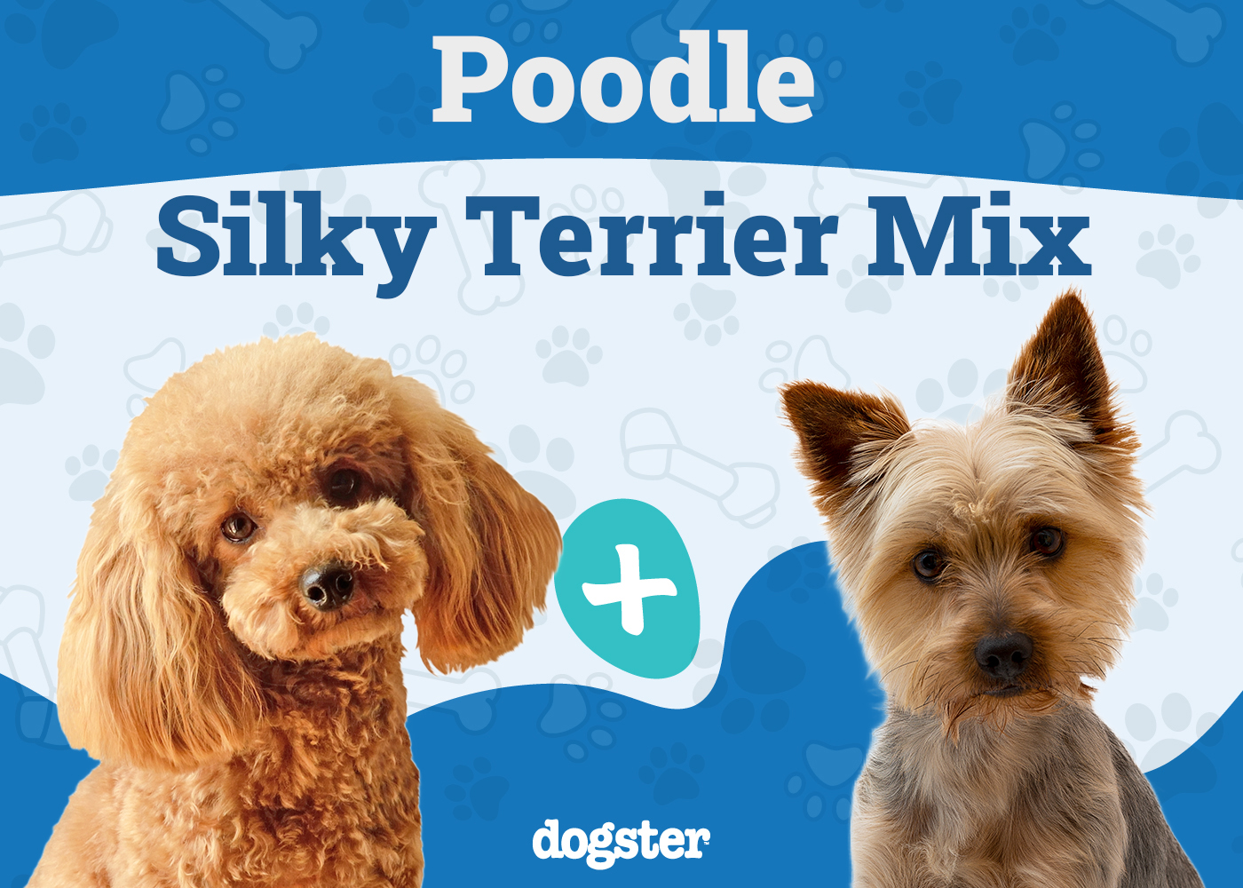 Poolky (Poodle & Silky Terrier Mix): Info, Pictures, Traits & Care