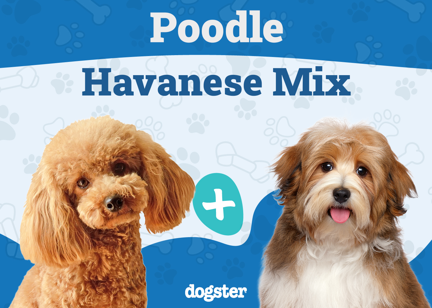 Havapoo (Poodle & Havanese Mix): Info, Pictures, Care & More