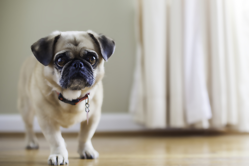 Pug Pingese mix walking indoors