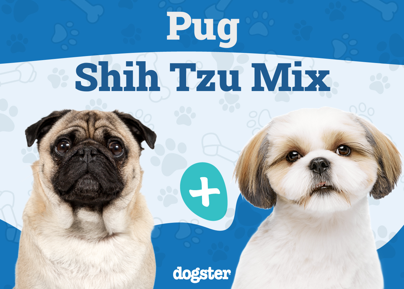 Pug-Zu (Pug & Shih Tzu Mix) Dog Breed: Info, Pictures & Care