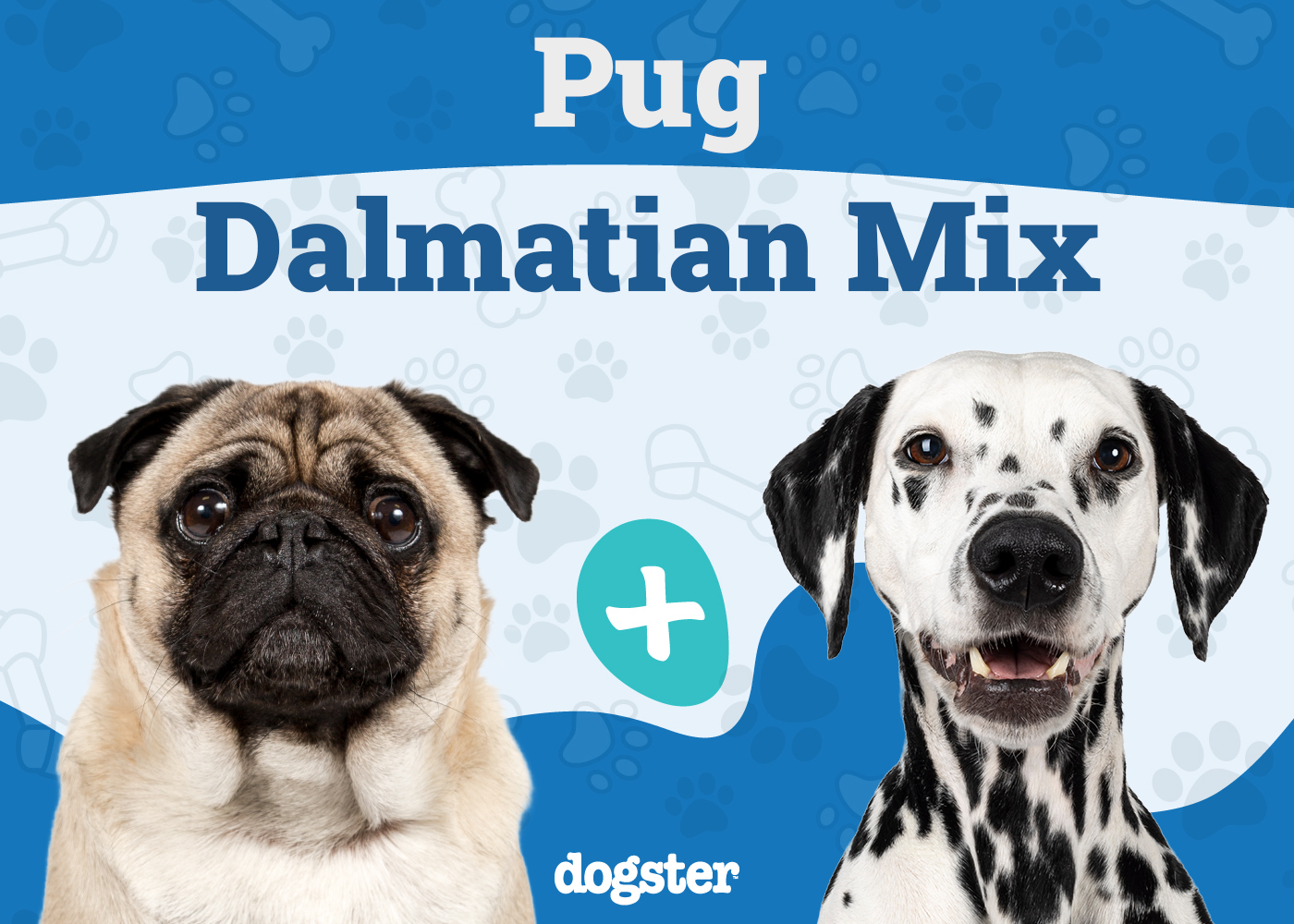 Pugmatian (Pug & Dalmatian Mix): Info, Pictures, Care & More