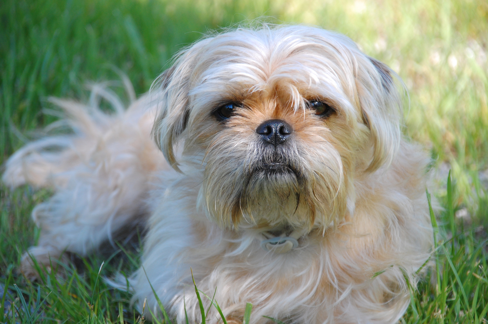 Pugshire (Pug & Yorkshire Terrier Mix) Dog Breed: Info, Pictures & Care