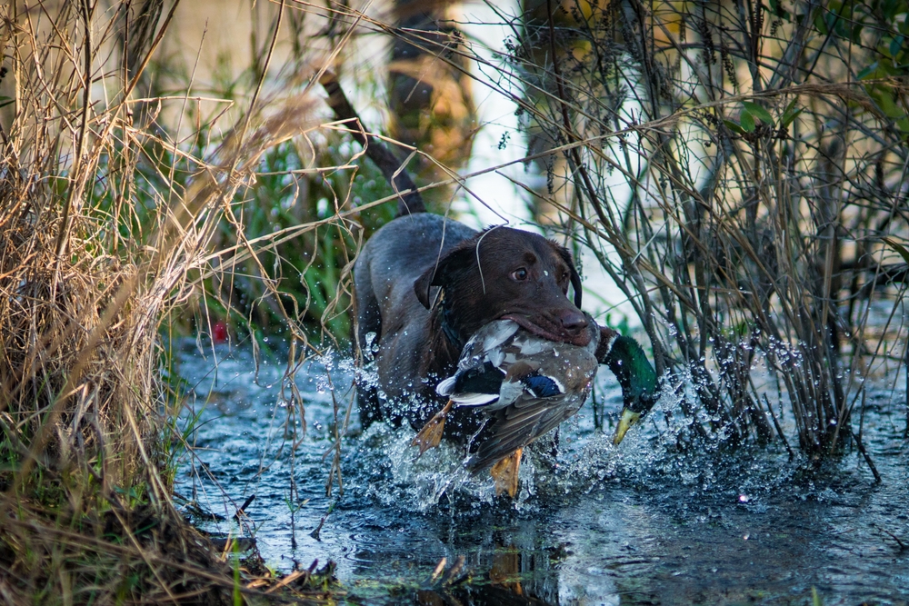 Retriever dog with duck in its mouth