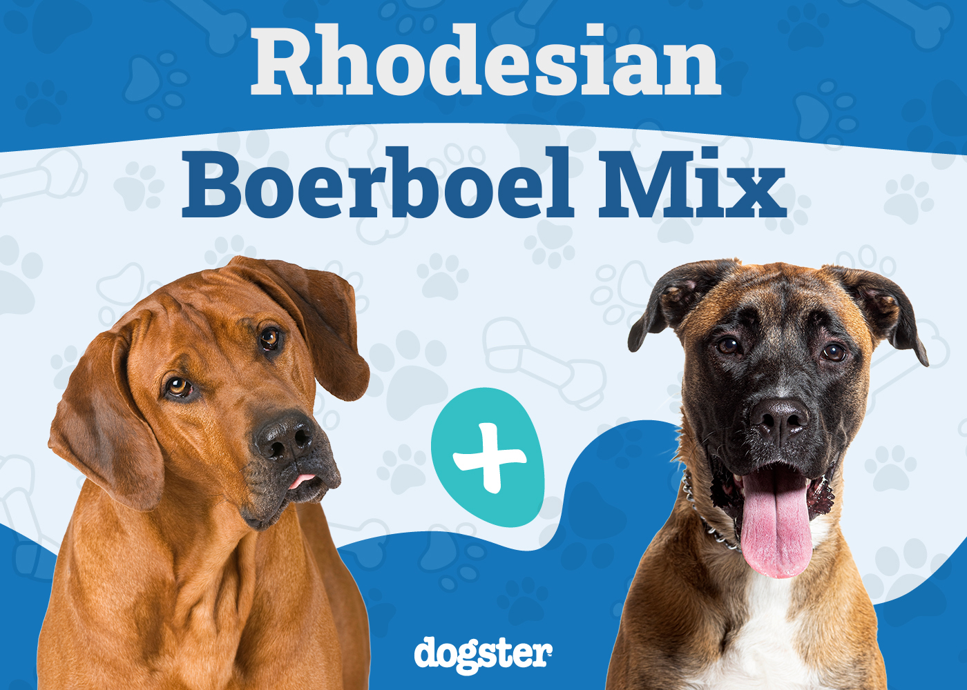 Rhodesian Boerboel Mix Dog Breed: Info, Pictures, Care Guide & Traits