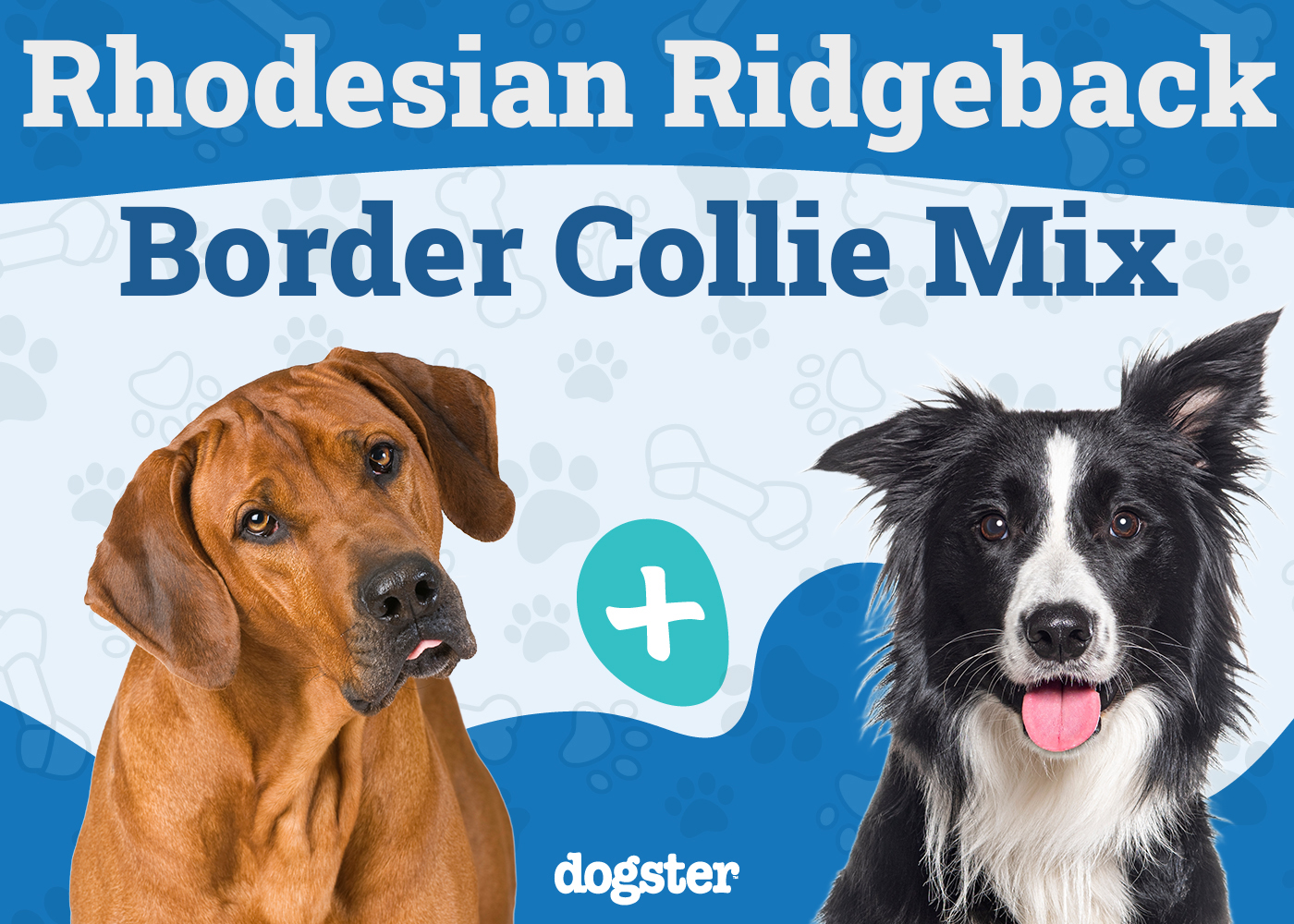 Rhodesian Border Collie Mix: Info, Pictures, Care Guide & More