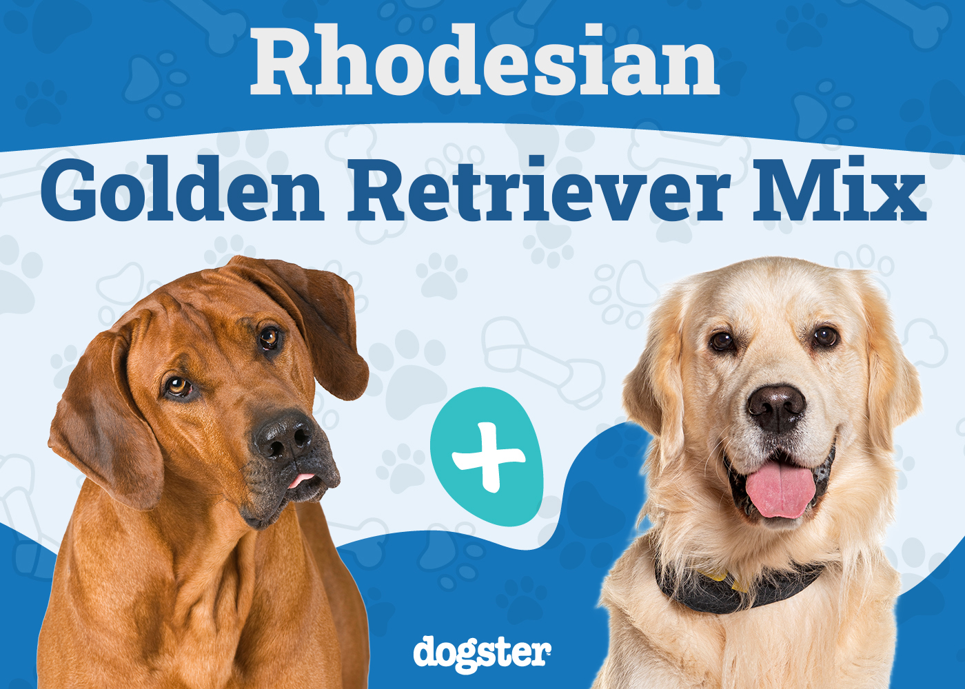 Rhodesian Ridgeback Golden Retriever Mix: Info, Pictures, Temperament & Traits