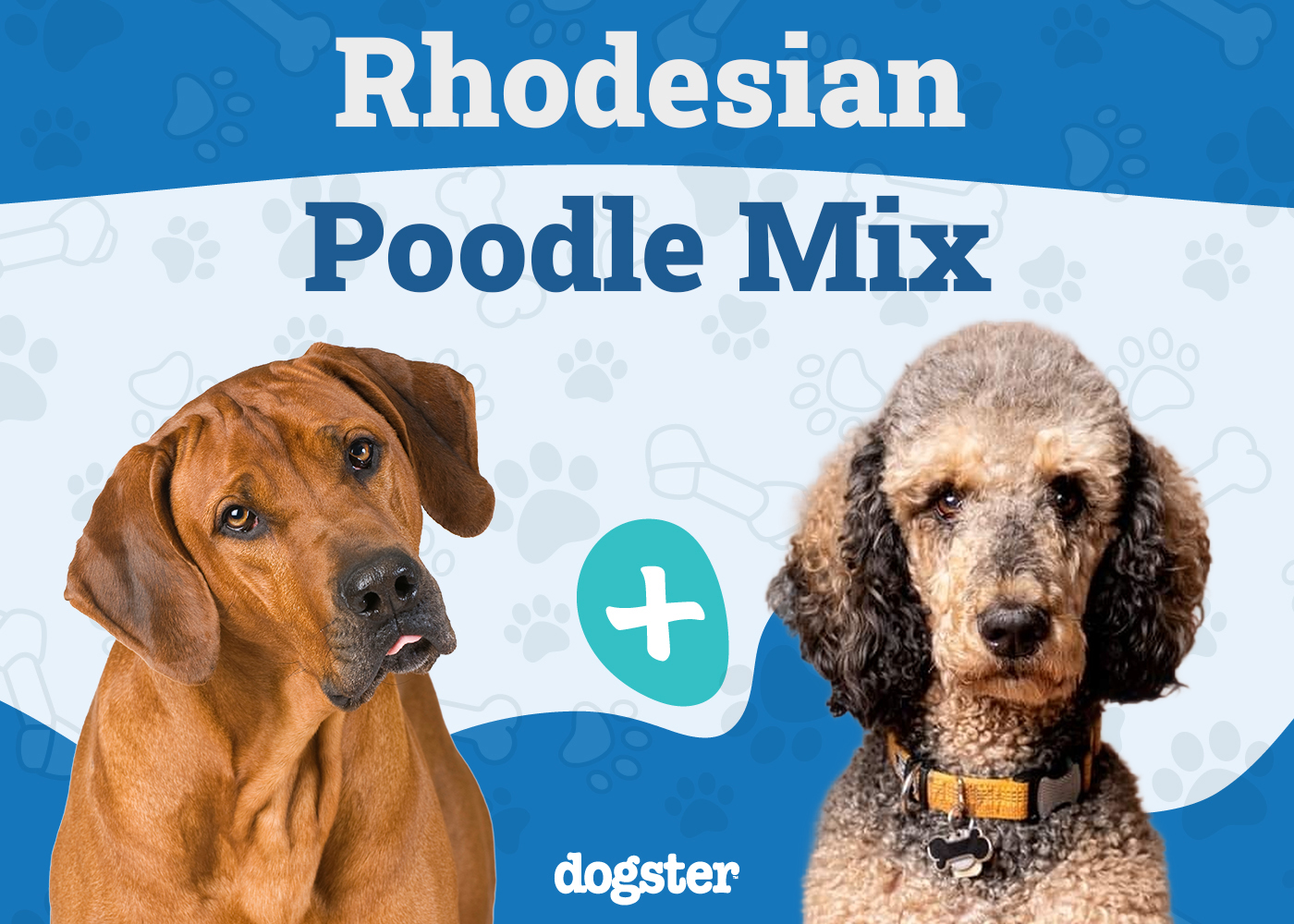 Rhodesian Poodle Mixed Dog Breed: Info, Pictures, Care & More