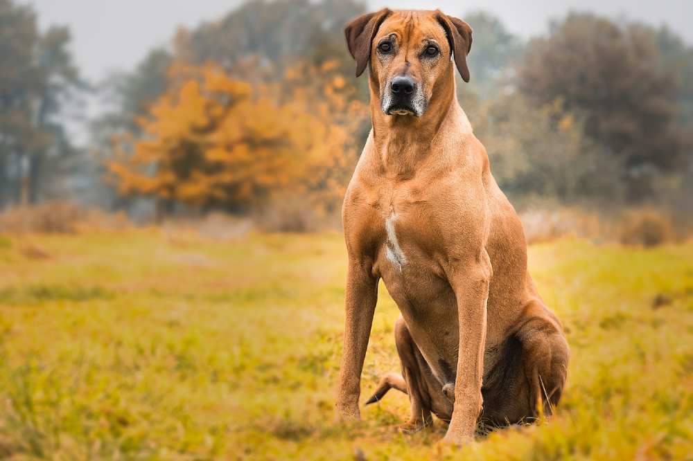 Rhodesian Ridgeback dog sitting ourdoors