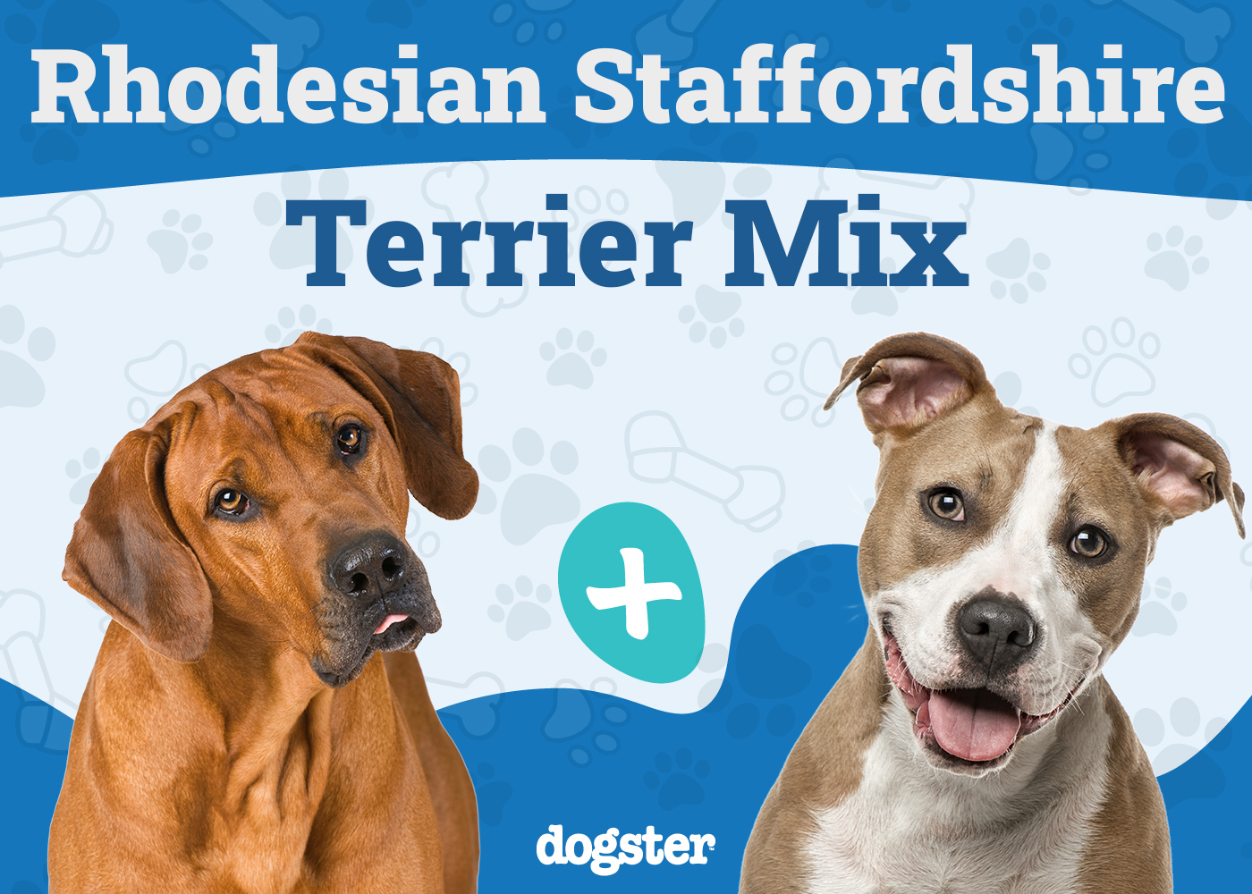 Rhodesian Staffordshire Terrier Mix: Info, Pictures, Care Guide & More