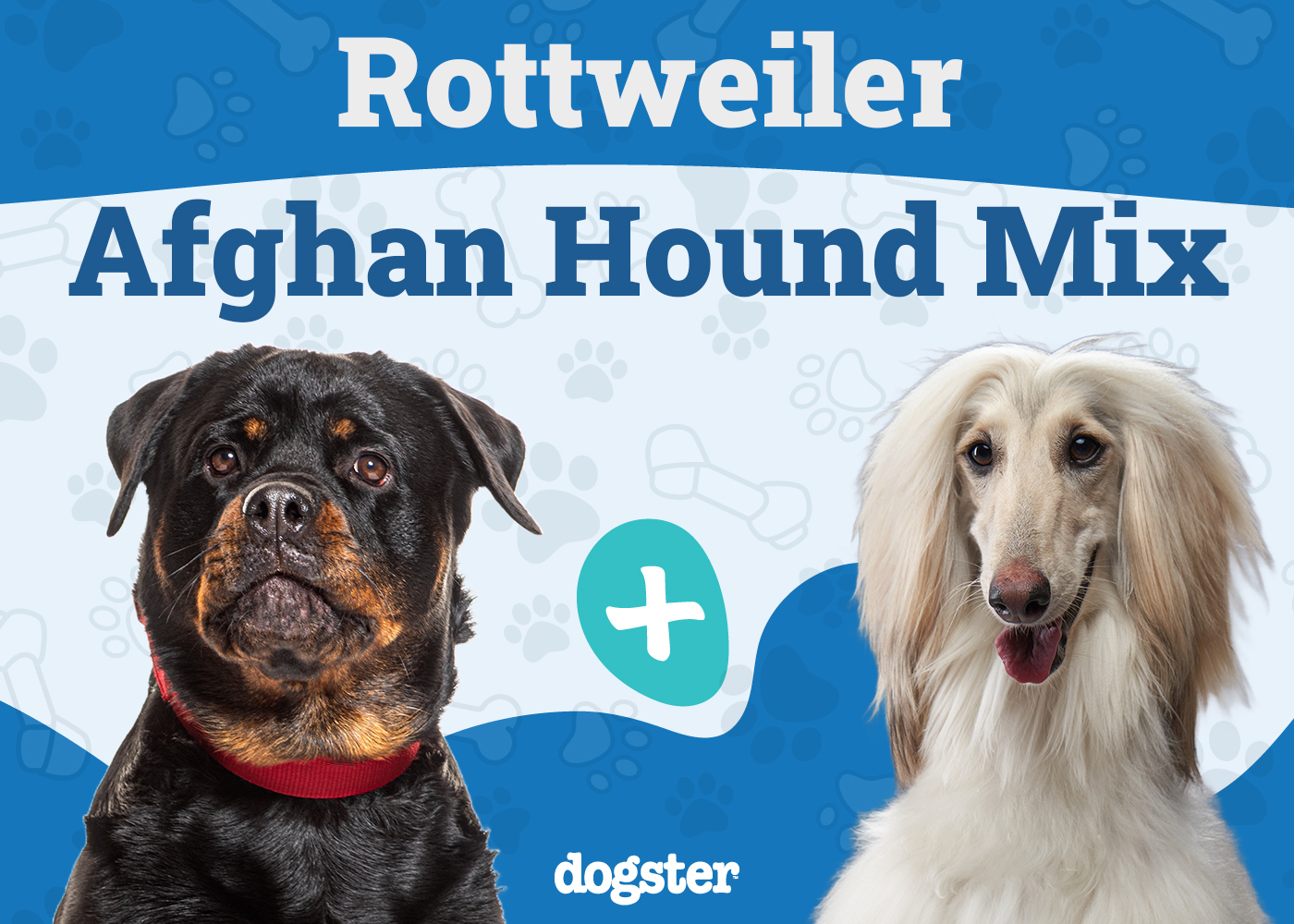 Rottaf (Rottweiler & Afghan Hound Mix): Info, Pictures, Care & More