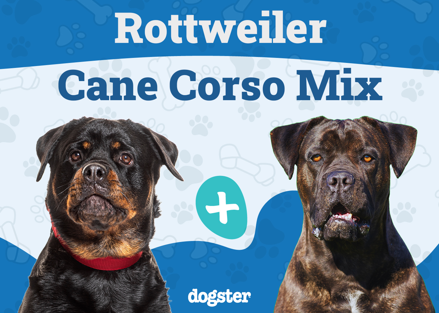 Rotticorso (Cane Corso Rottweiler Mix): Info, Pictures & Care Guide & More