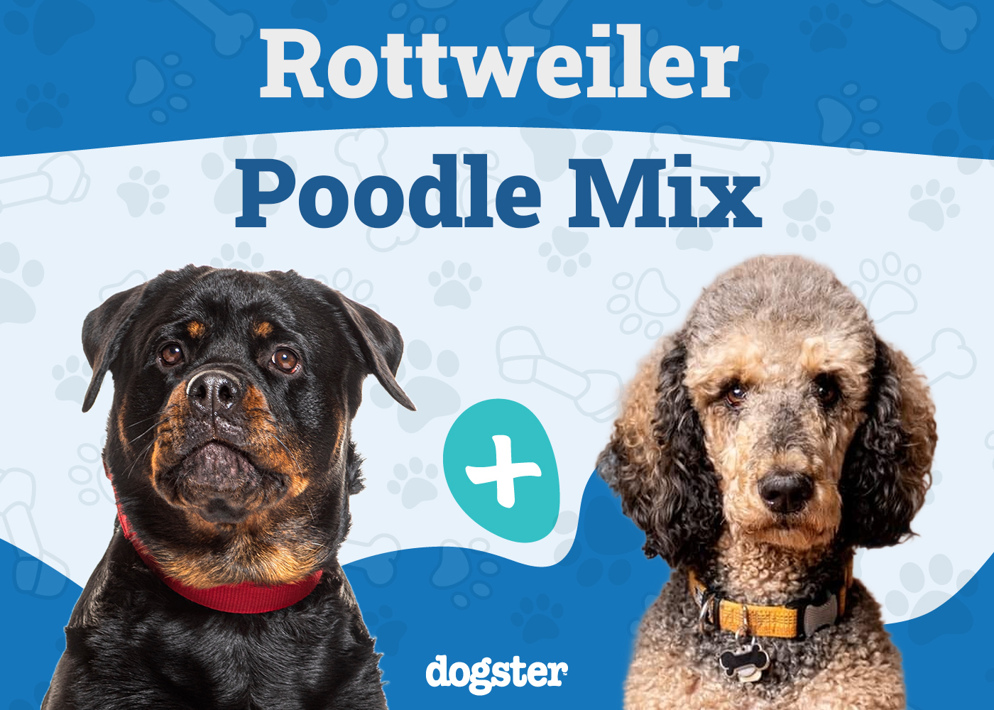 Rottle (Rottweiler & Poodle Mix) Dog Breed: Info, Pictures & Care