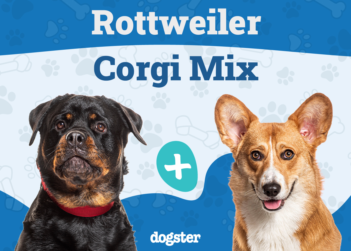 Rottweiler Corgi Mix Dog Breed: Info, Pictures, Care & More