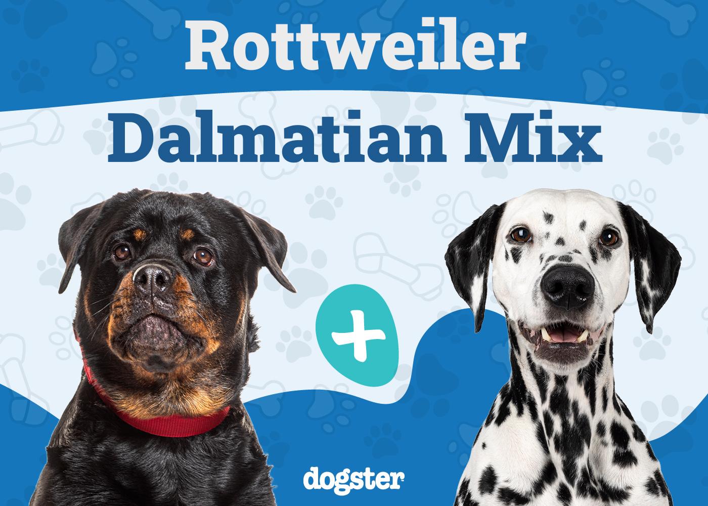 Rottmatian (Rottweiler & Dalmatian Mix): Info, Pictures, Temperament & Traits