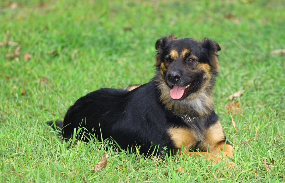 Rottweiler German Shepherd mix dog