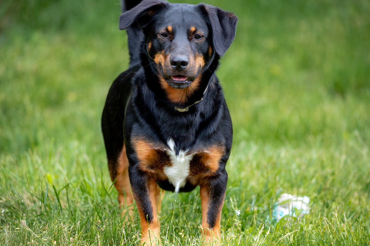 14 Rottweiler Mixes (With Info & Pictures)