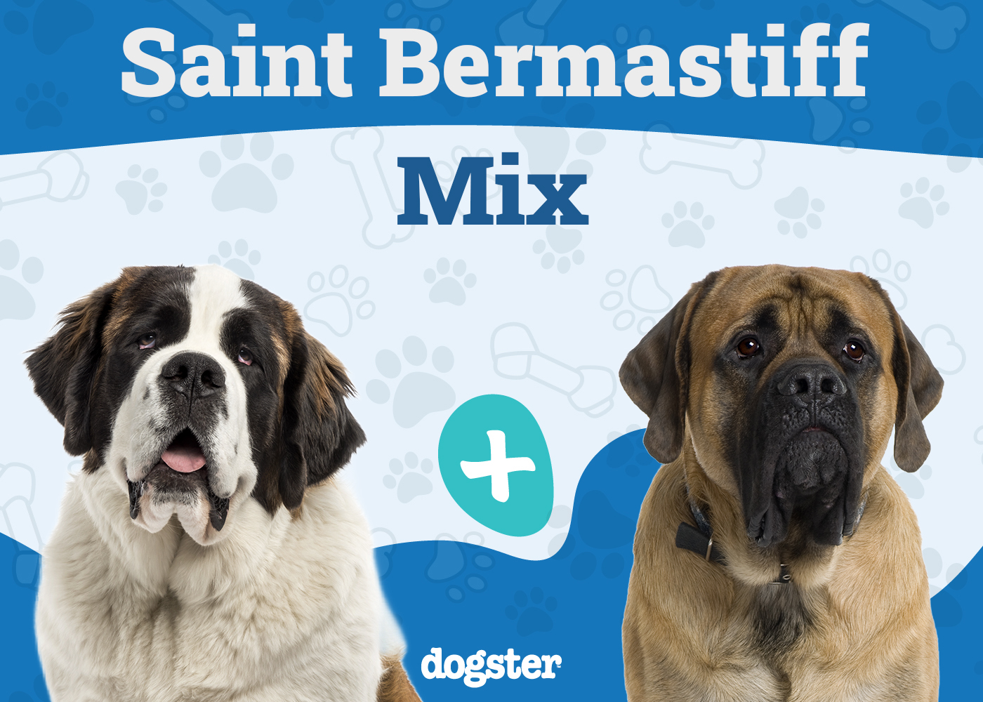 Saint Bermastiff (English Mastiff St Bernard Mix): Info, Pictures, Care & More