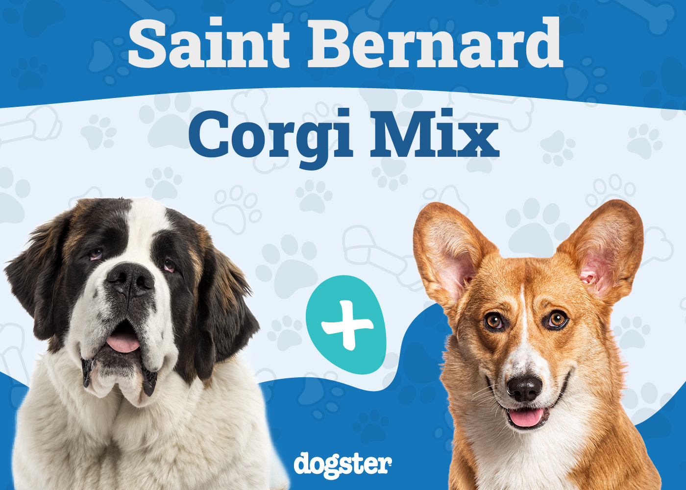 St. Bernard Corgi Mixed Dog Breed: Info, Pictures, Care & Traits