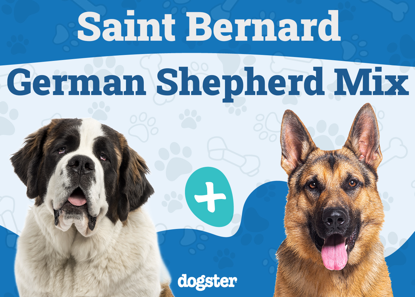 Saint Shepherd (Saint Bernard German Shepherd Mix): Info, Pictures, Care & More