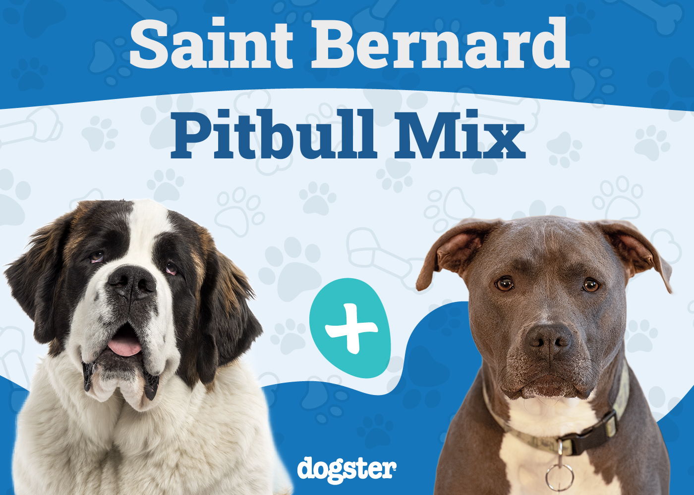 St. Bullnard (St. Bernard Pitbull Mix): Info, Pictures, Care & More