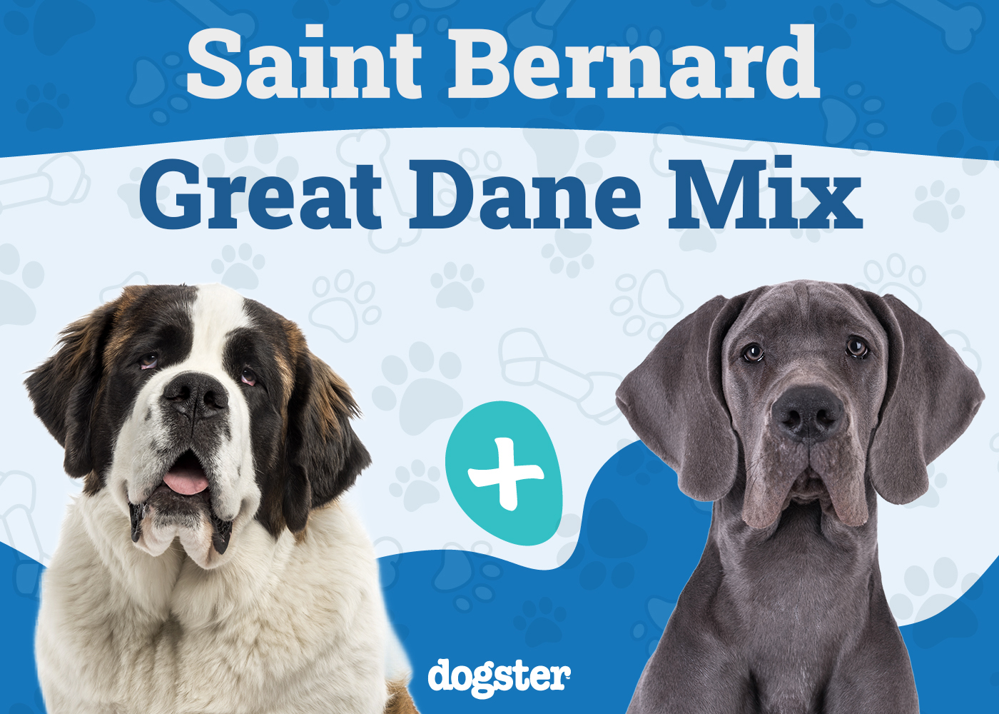 Saint Dane (Great Dane & Saint Bernard Mix) Dog Breed: Info, Pictures, Care & More