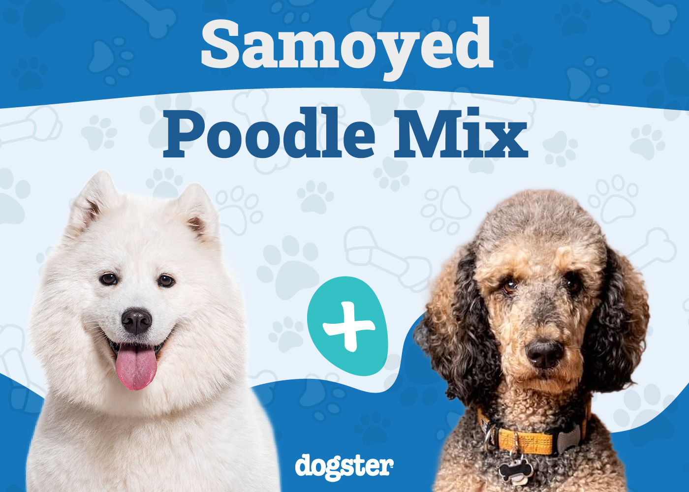 Sammypoo (Samoyed Poodle Mix): Info, Pictures, Care & Traits
