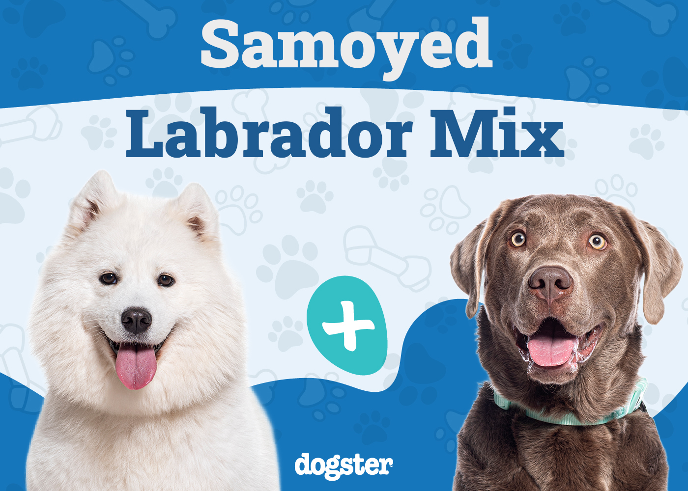 Samoyed Lab Mix Breed: Info, Pictures, Care & More