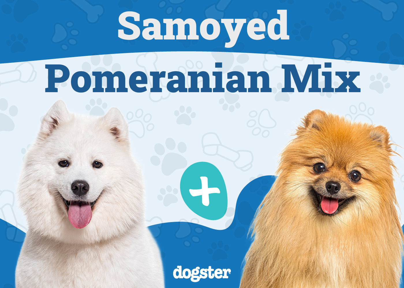 Samoyed Pomeranian Mix: Info, Pictures, Care & More