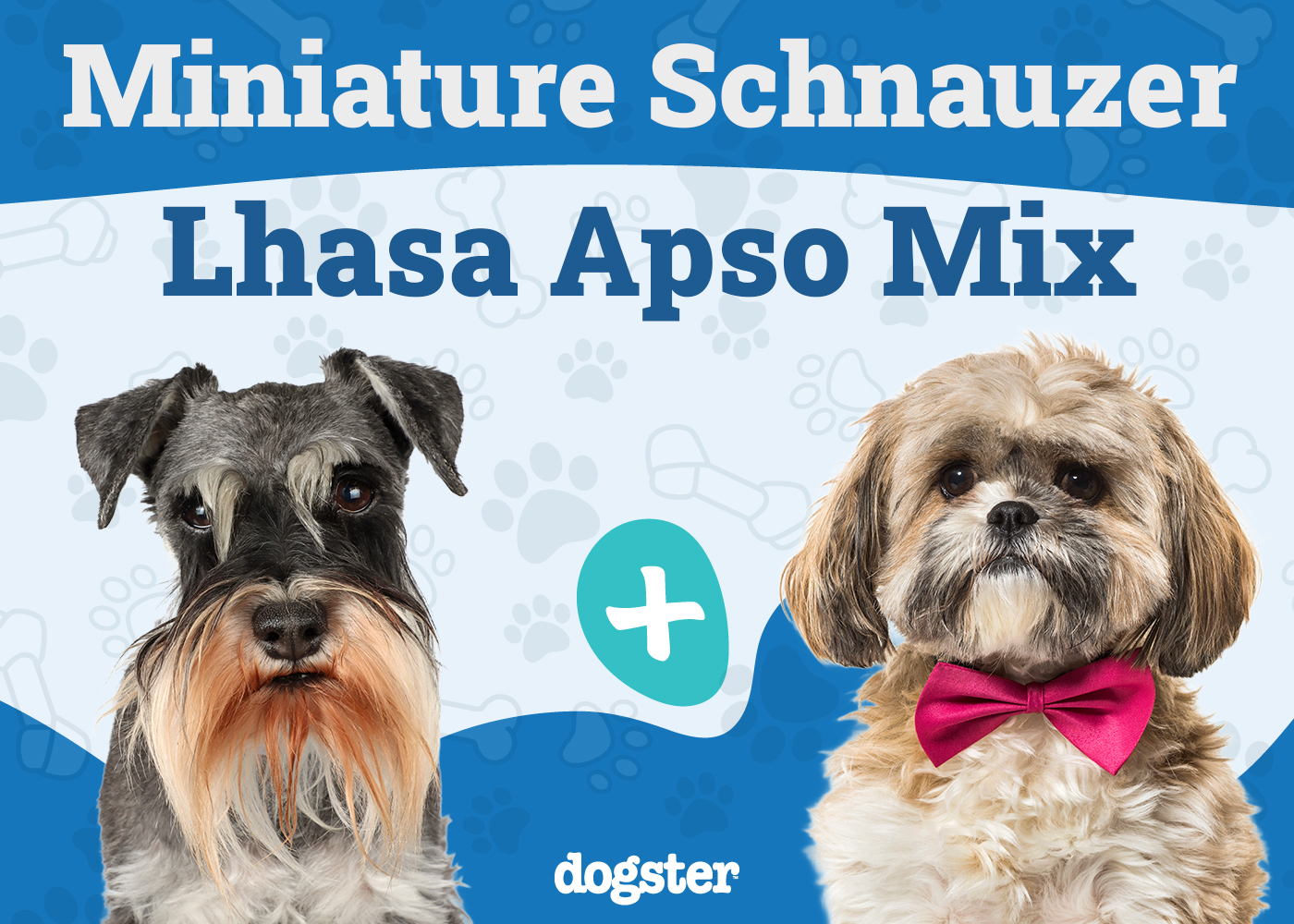 Schapso (Lhasa Apso & Miniature Schnauzer Mix): Info, Pictures, Care & More