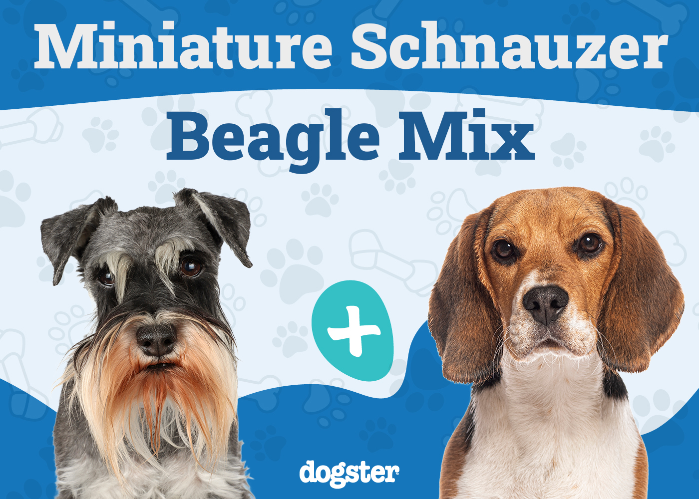 Schneagle (Beagle & Miniature Schnauzer Mix): Info, Pictures & Care