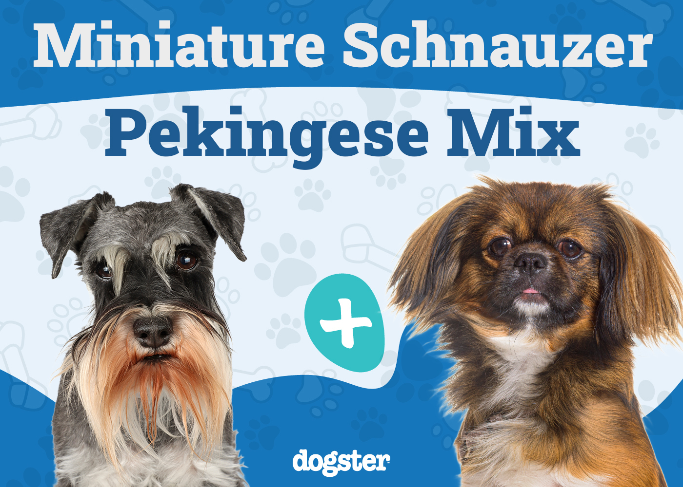 Schnekingese Mixed Dog Breed: Info, Pictures, Care & More