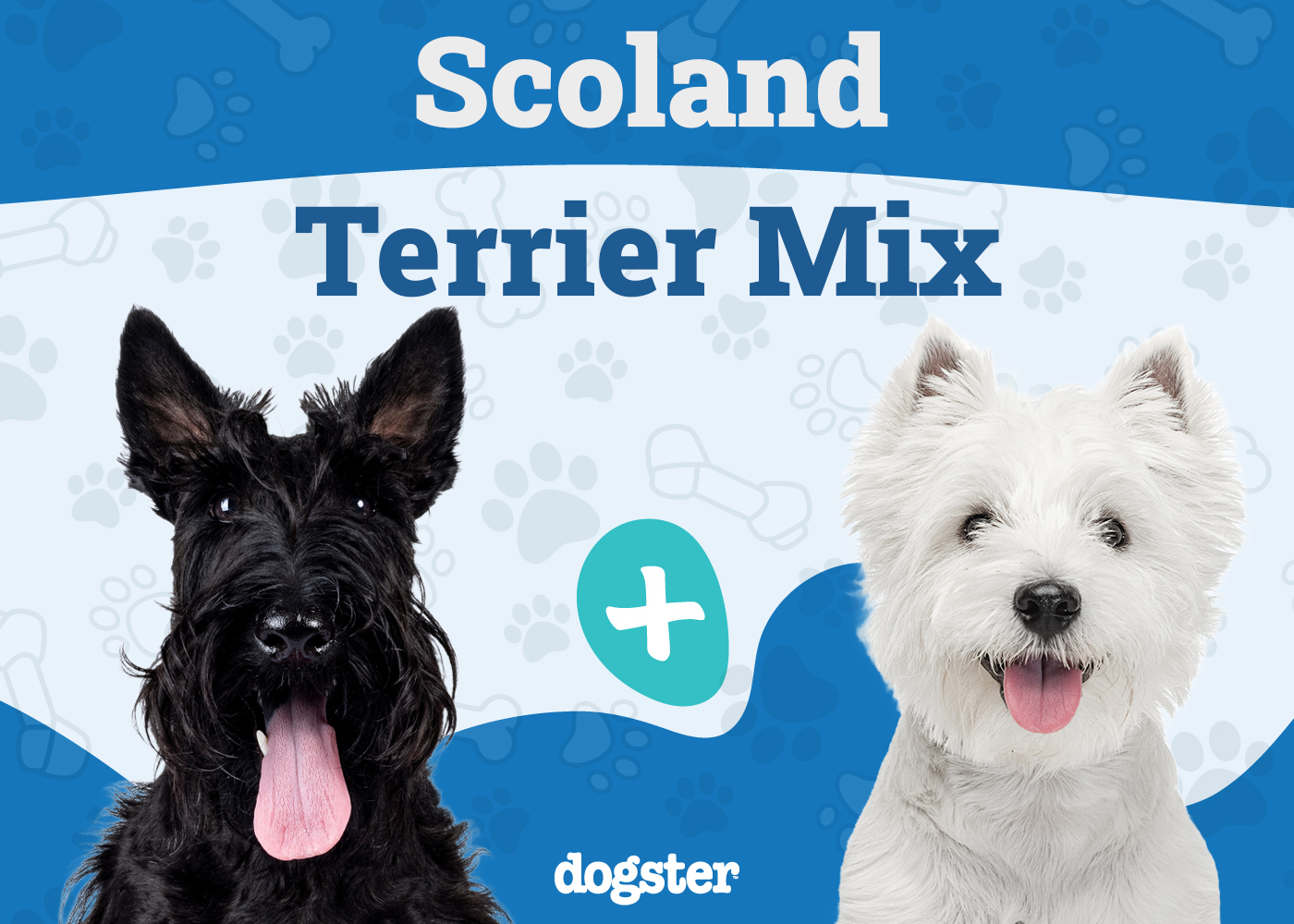 Scoland Terrier (Westie & Scottie Mix): Info, Pictures, Care & More