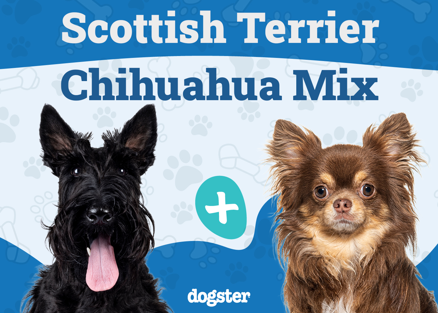 Scotchi (Scottish Terrier & Chihuahua Mix): Info, Pictures, Care & More