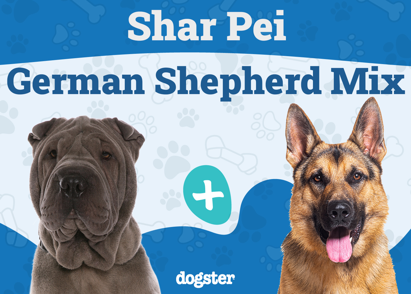 Shar-Pei German Shepherd Mix: Info, Pictures, Care & Traits