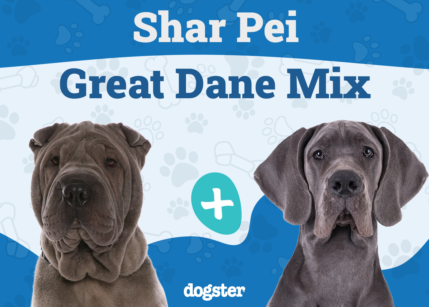 Shar Pei Great Dane Mix: Info, Pictures, Care & More