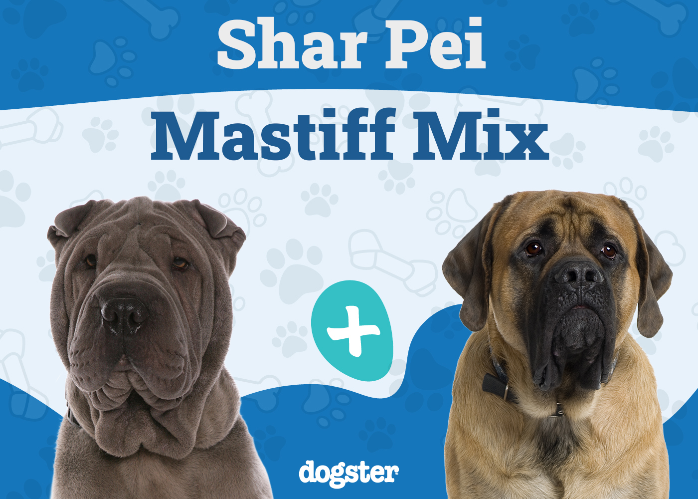 Shar Pei Mastiff Mix Breed: Info, Pictures, Care & More