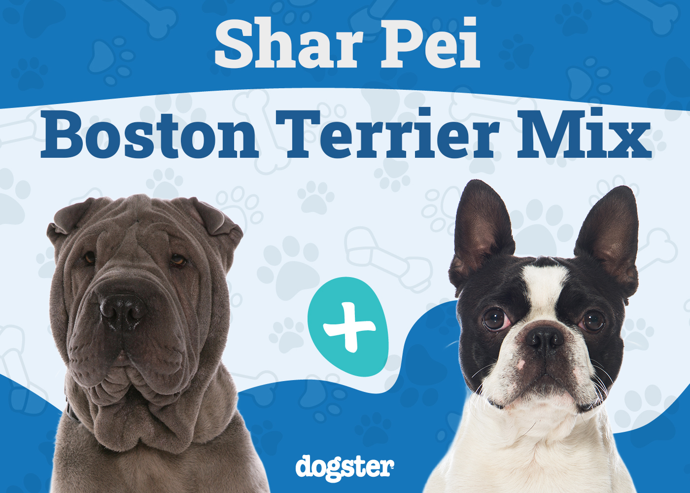 Sharbo (Boston Terrier & Shar-Pei Mix): Info, Pictures & Care Guide