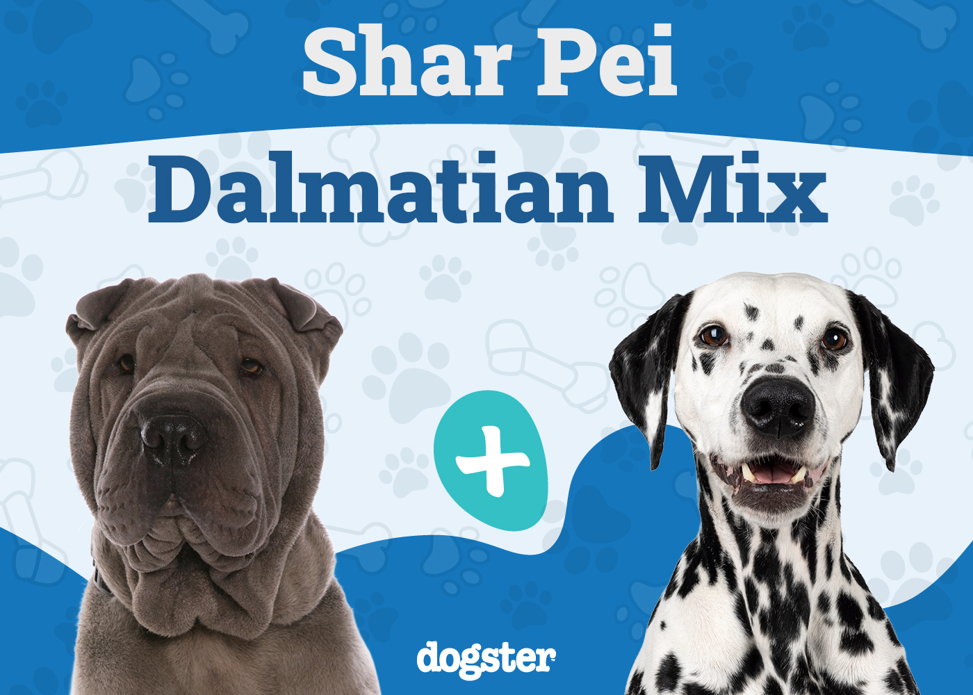 Sharmatian (Shar-Pei & Dalmatian Mix): Info, Pictures, Care & More