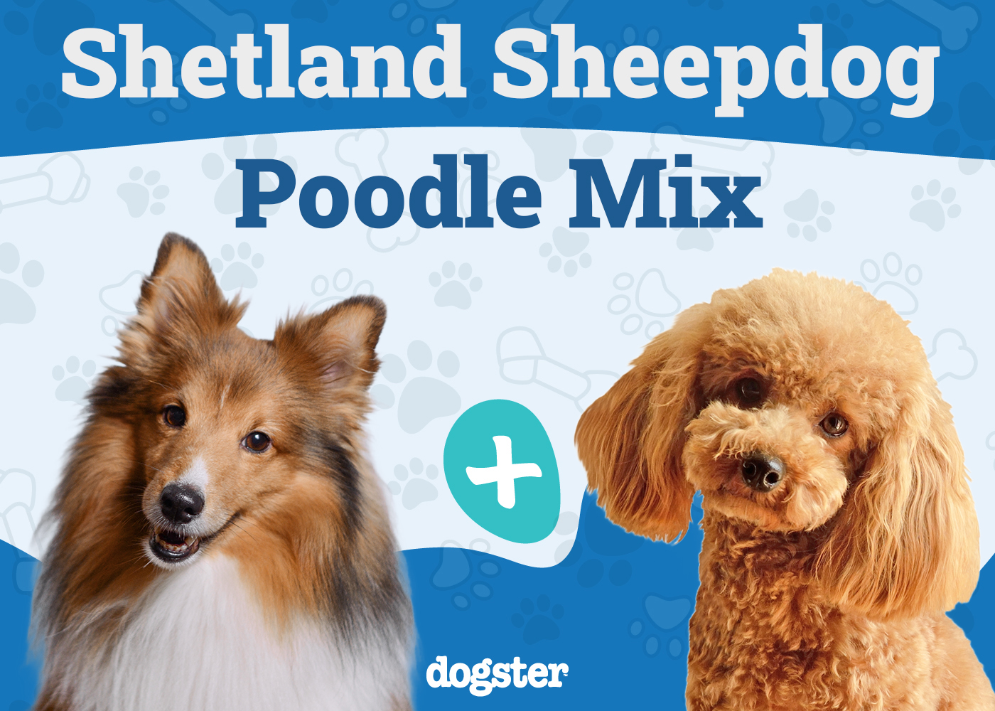 Sheltidoodle Dog Breed: Info, Pictures, Care & Traits
